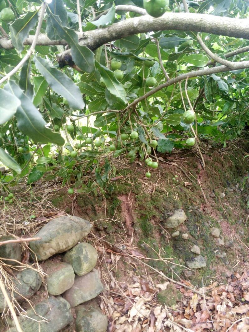成品澳洲坚果大苗出售