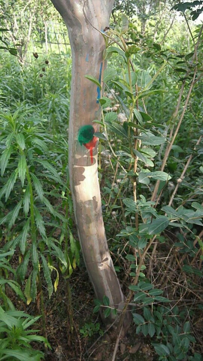 紫薇