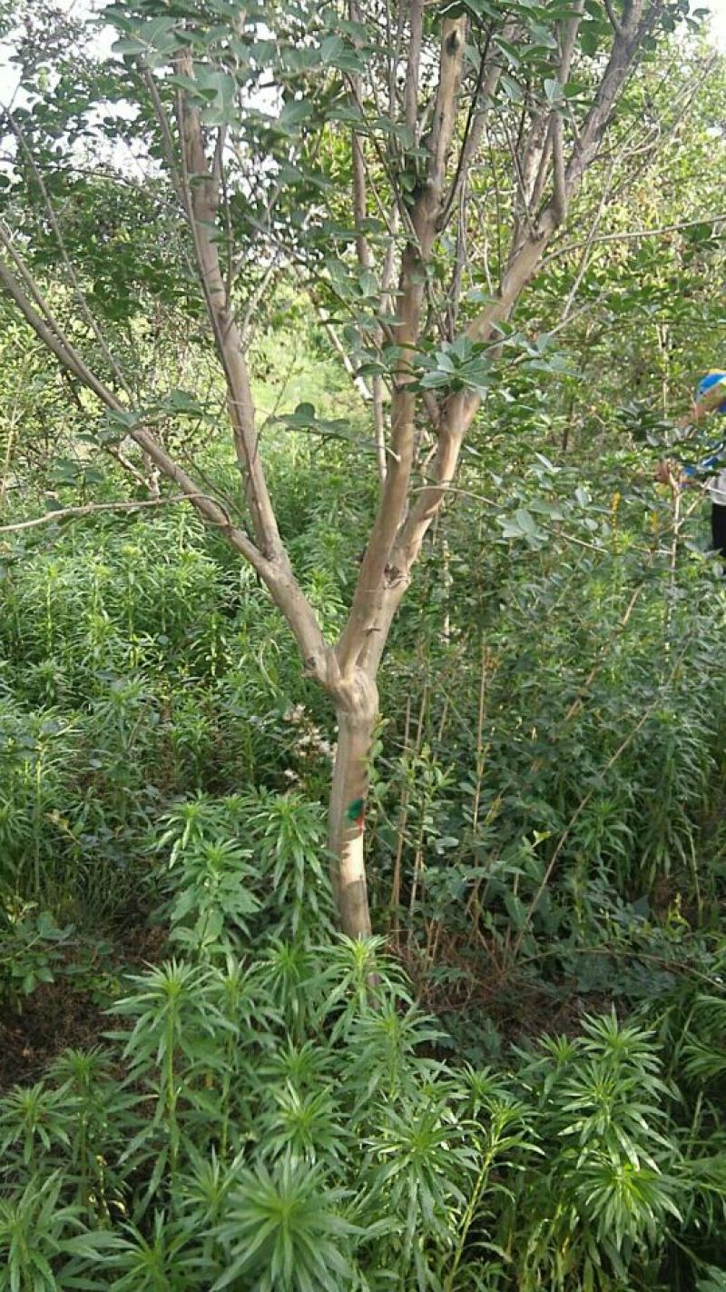 紫薇