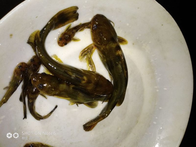 黄骨鱼苗，黄颡鱼苗，杂交黄骨鱼苗，基地直发，欢迎实地考察