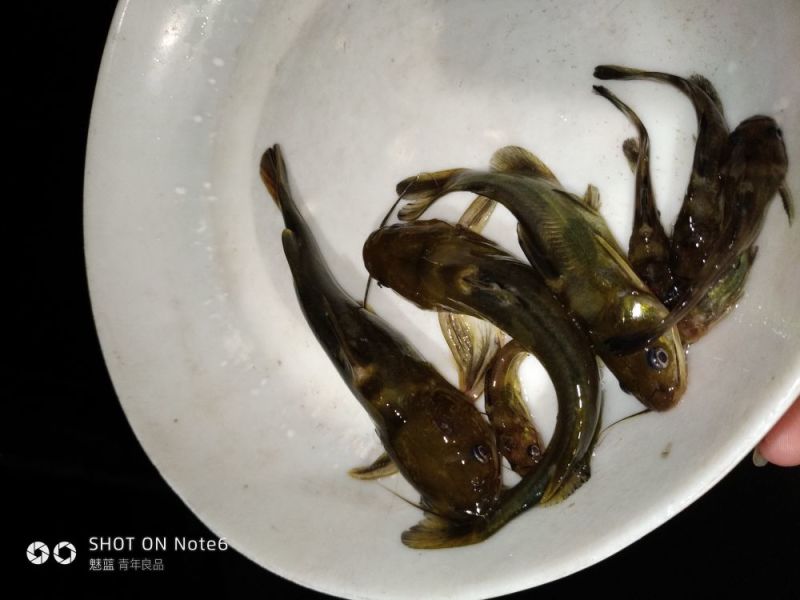 黄骨鱼苗，黄颡鱼苗，杂交黄骨鱼苗，基地直发，欢迎实地考察