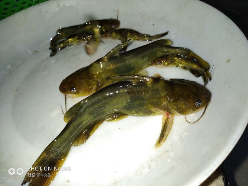 黄骨鱼苗，黄颡鱼苗，杂交黄骨鱼苗，基地直发，欢迎实地考察