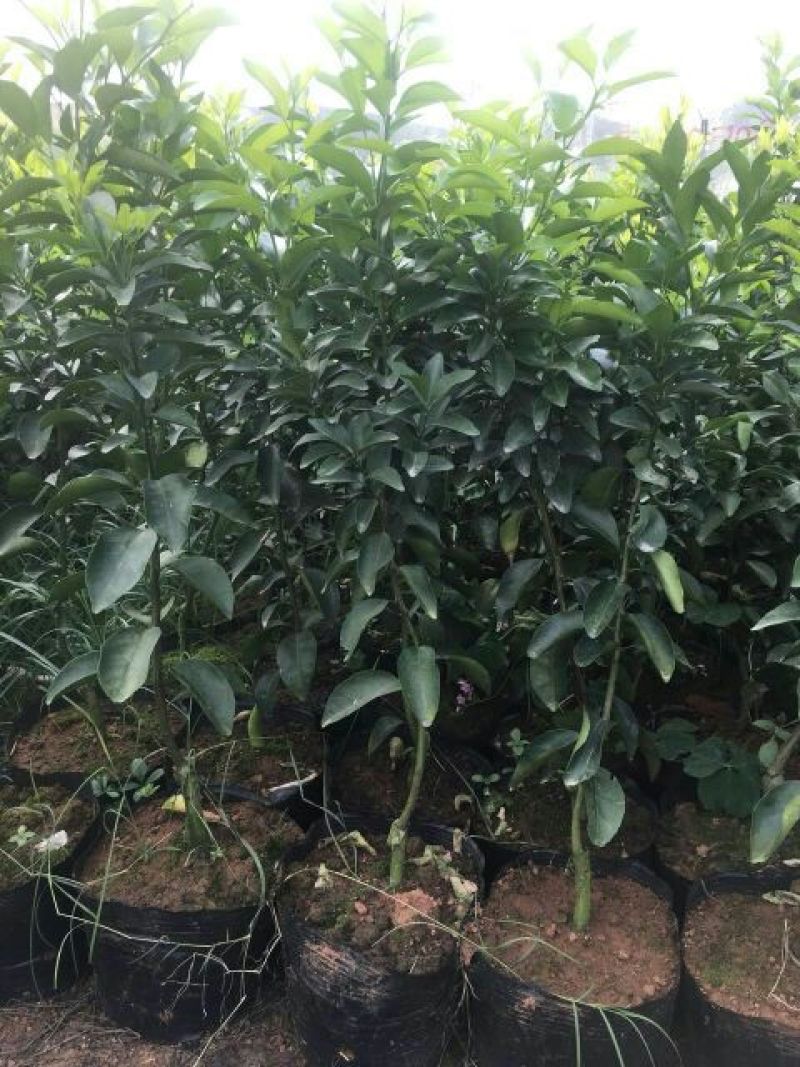 无菌沙糖桔杯苗（移栽大苗）