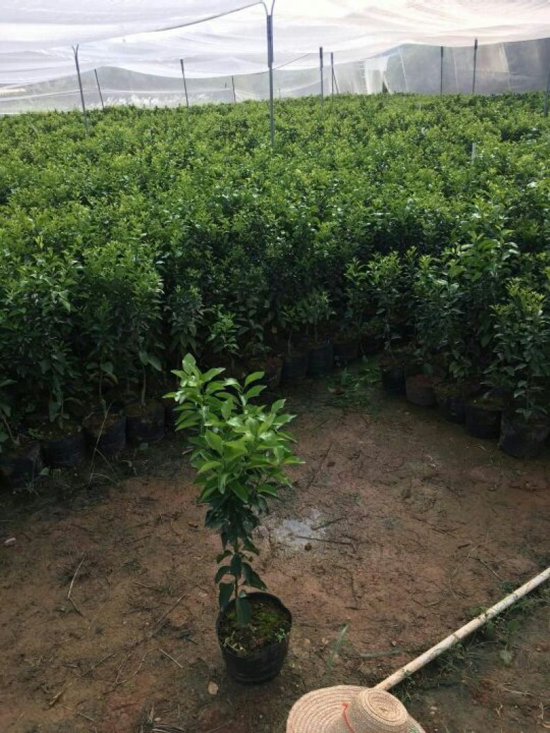 无菌沙糖桔杯苗（移栽大苗）