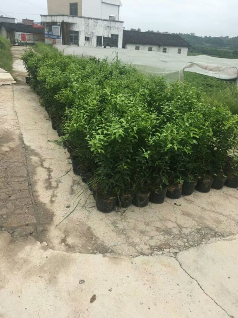 无菌沙糖桔杯苗（移栽大苗）