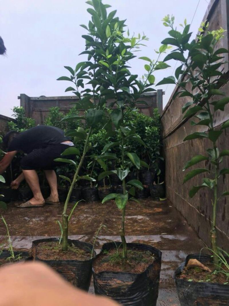 无菌沙糖桔杯苗（移栽大苗）
