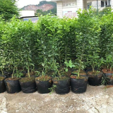 无菌沙糖桔杯苗（移栽大苗）