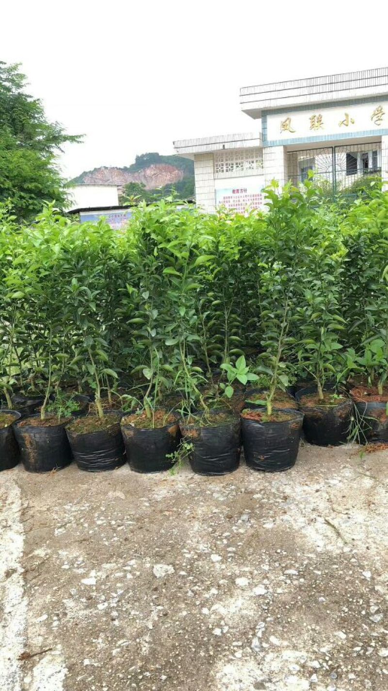 无菌沙糖桔杯苗（移栽大苗）