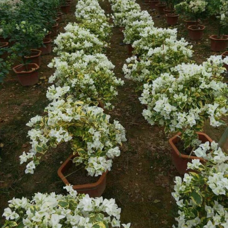 三角梅30~50cm基地直销量大价优