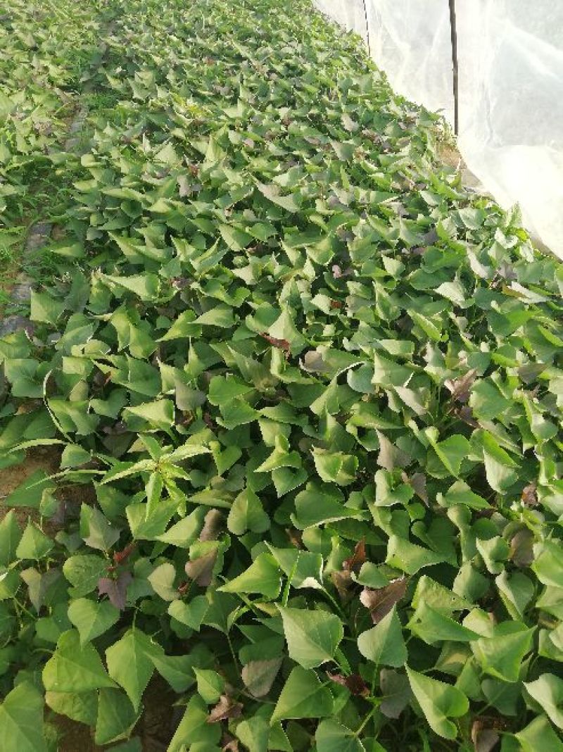 西瓜红红薯苗