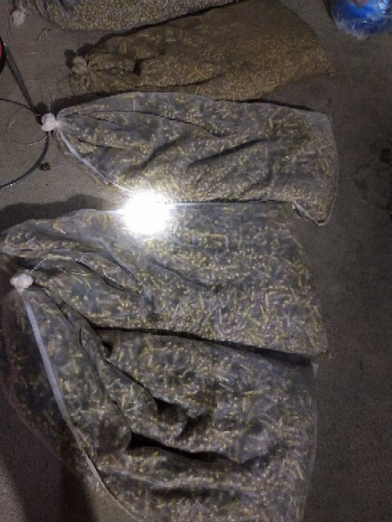 新鲜活体蝗虫出售