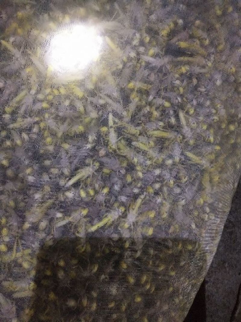 新鲜活体蝗虫出售