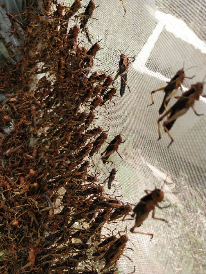 新鲜活体蝗虫出售