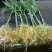 植物生根粉补充维生素促进根部生长