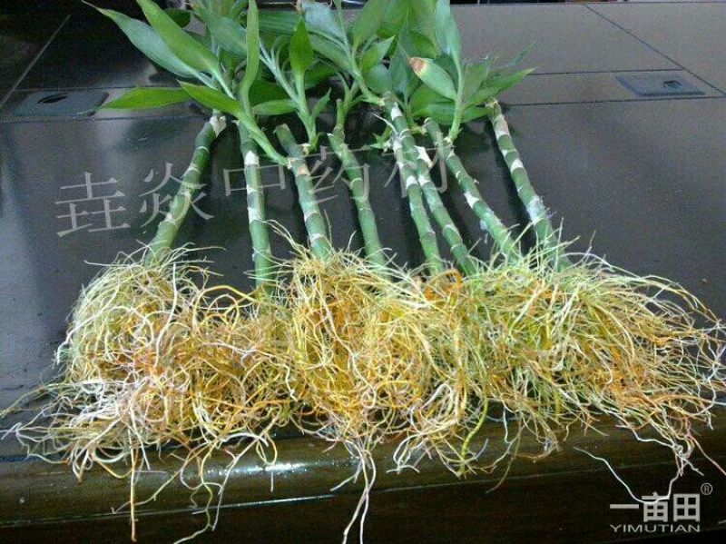 植物生根粉补充维生素促进根部生长