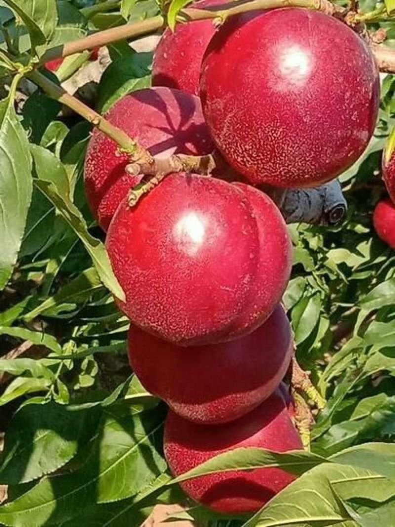 中油四油桃棚内油桃早熟甜桃，有质，有量