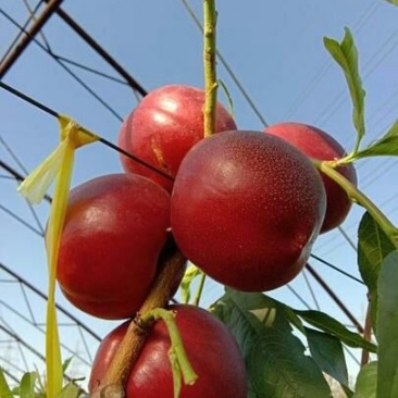 中油四油桃棚内油桃早熟甜桃，有质，有量