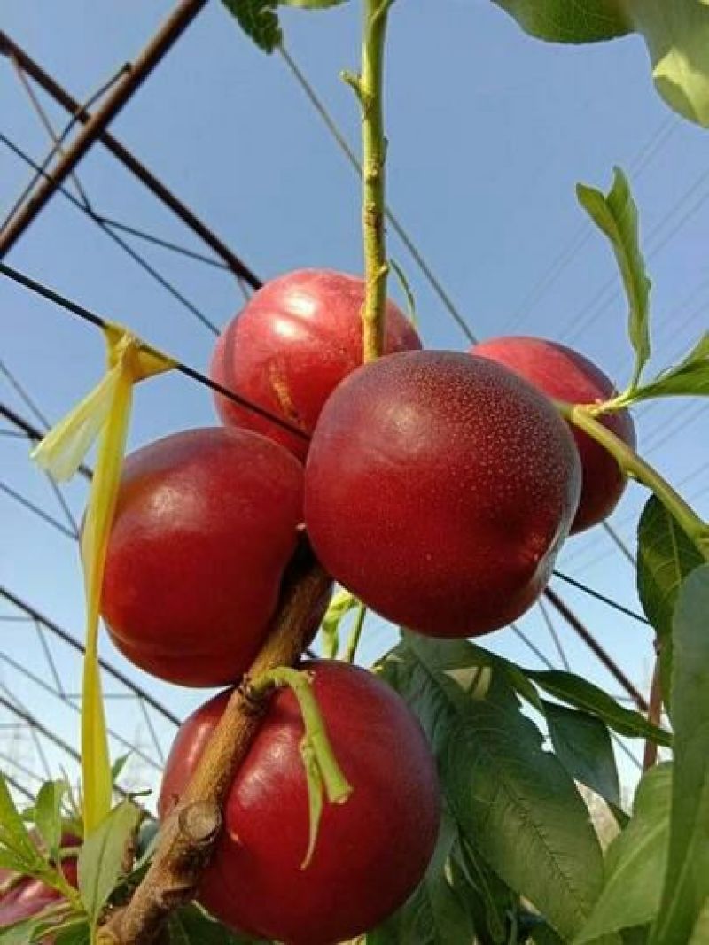 中油四油桃棚内油桃早熟甜桃，有质，有量