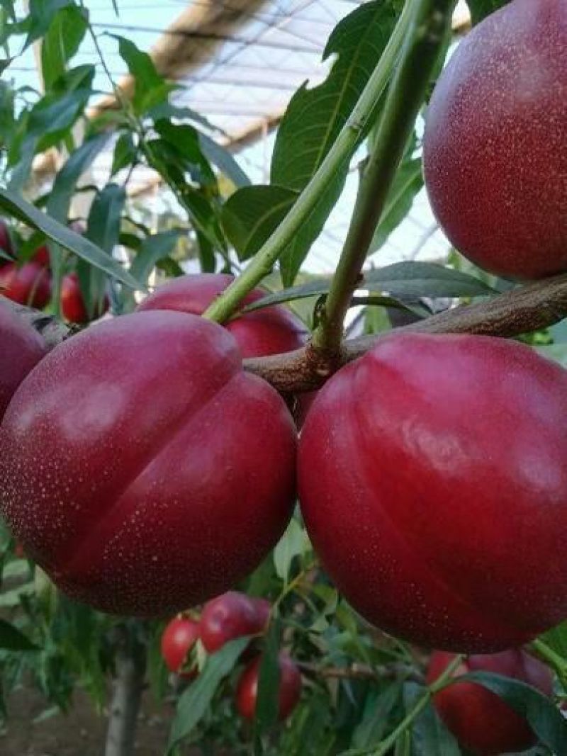中油四油桃棚内油桃早熟甜桃，有质，有量