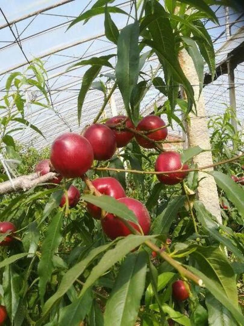 中油四油桃棚内油桃早熟甜桃，有质，有量