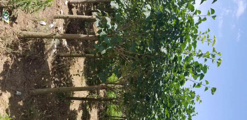 丁香