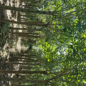 丁香