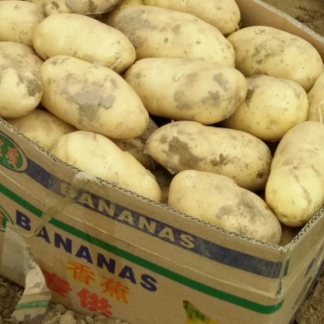 荷兰十五土豆通货2两以上