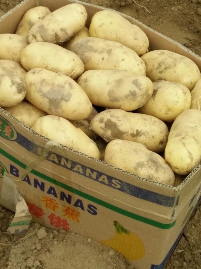 荷兰十五土豆通货2两以上