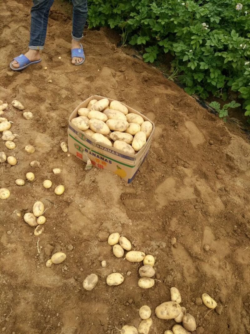 荷兰十五土豆通货2两以上