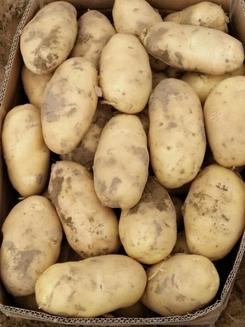 荷兰十五土豆通货2两以上