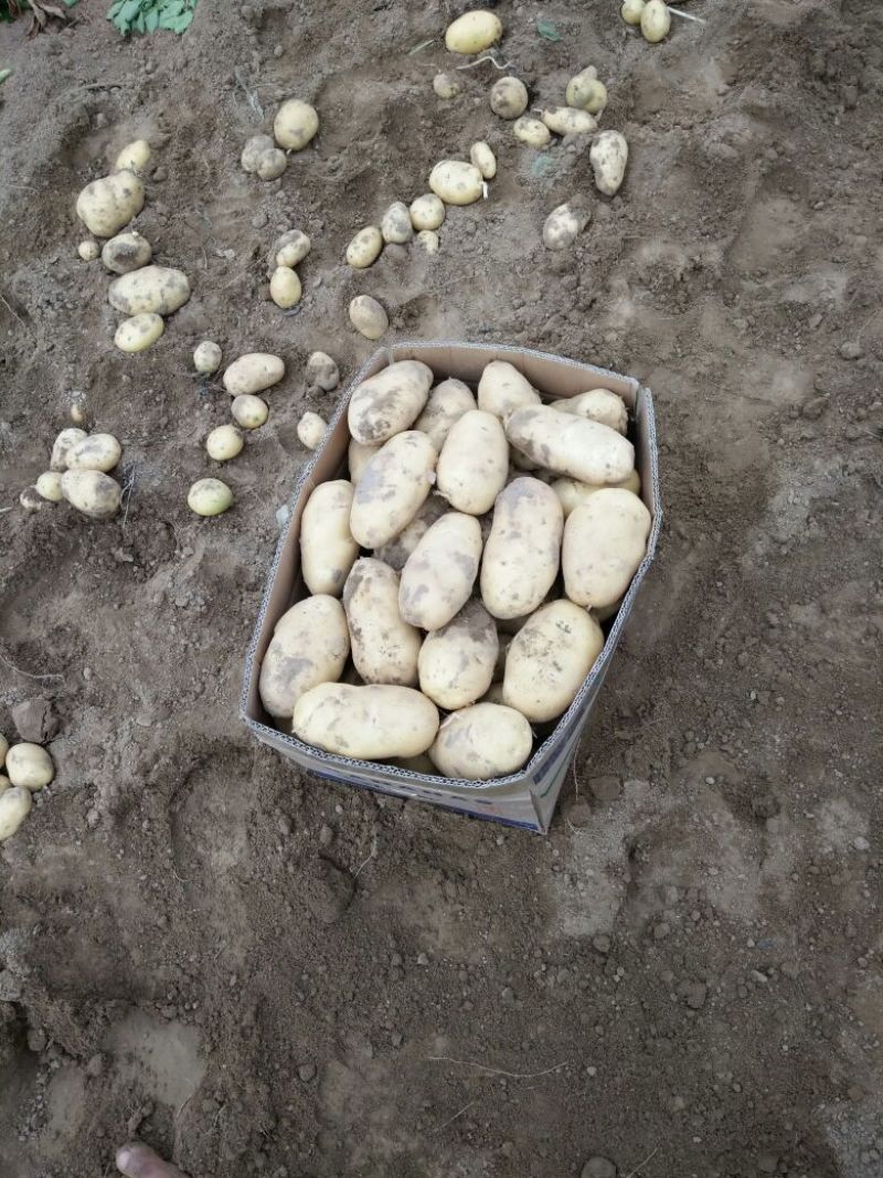 荷兰十五土豆通货2两以上