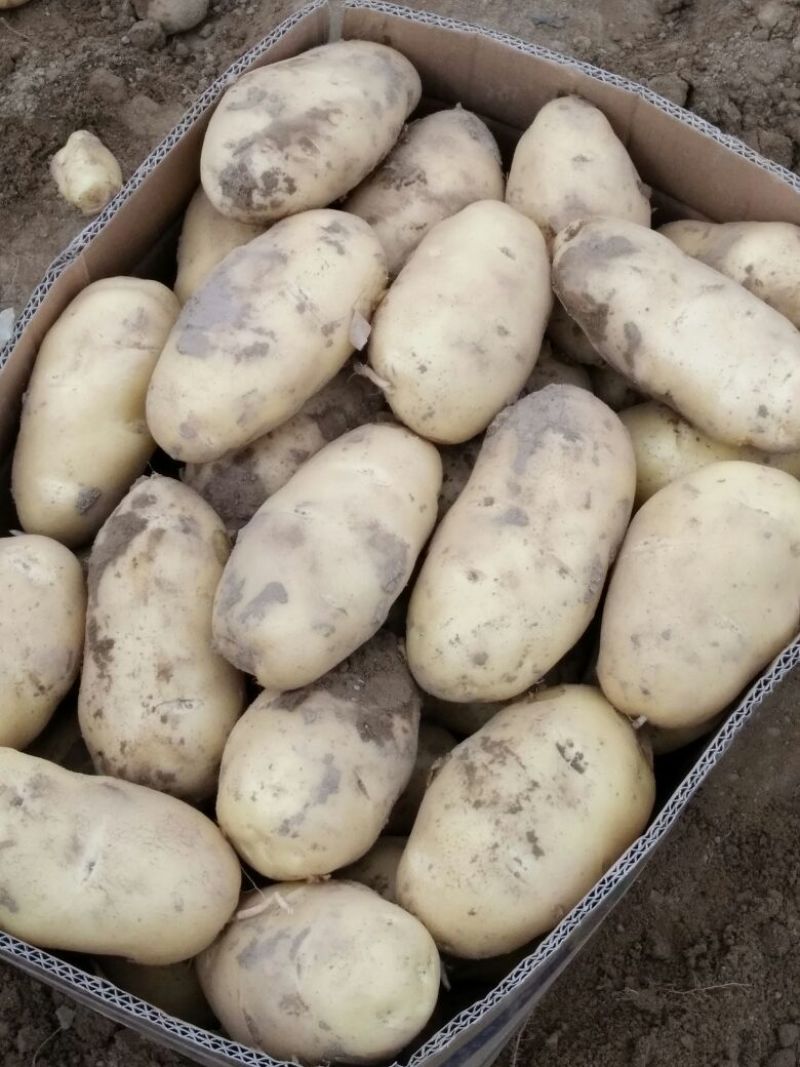 荷兰十五土豆精品3两以上