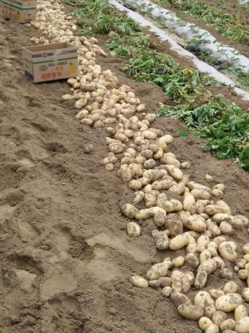 荷兰十五土豆精品3两以上