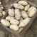 荷兰十五土豆精品3两以上