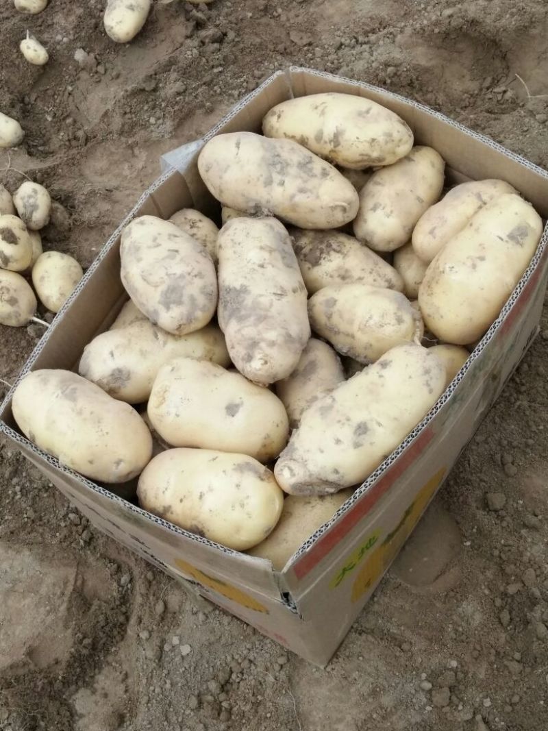 荷兰十五土豆精品3两以上