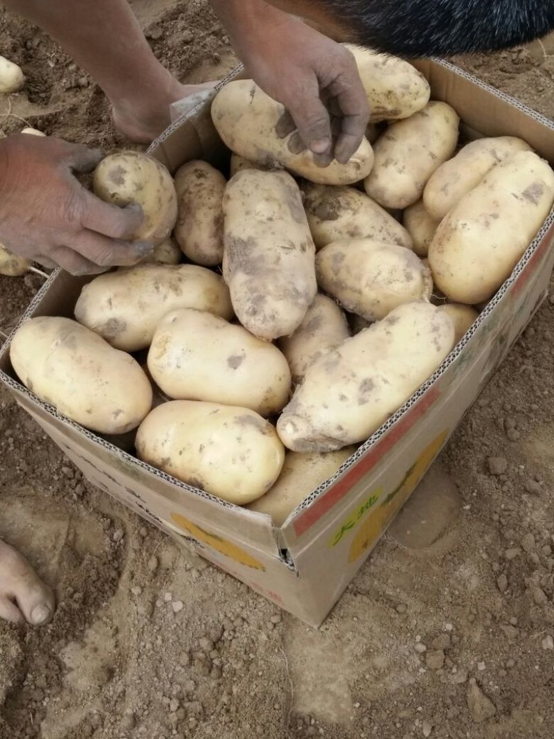 荷兰十五土豆精品3两以上