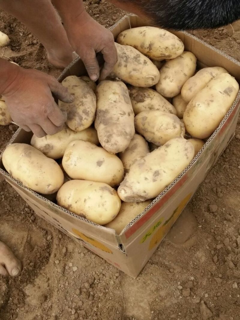 荷兰十五土豆精品3两以上
