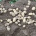 荷兰十五土豆精品3两以上