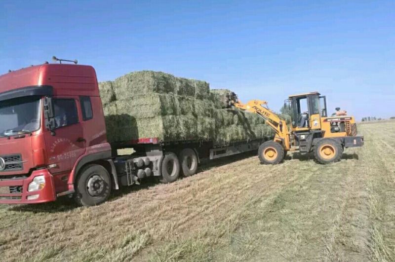苜蓿草国产优质奶源苜蓿草生产基