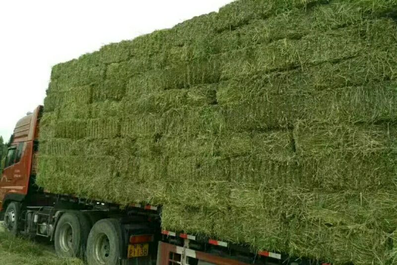 苜蓿草国产优质奶源苜蓿草生产基