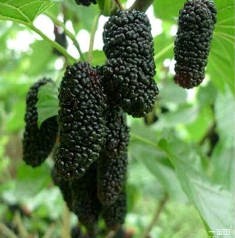 桑树苗黑珍珠果桑苗南北方都可种植口感甜