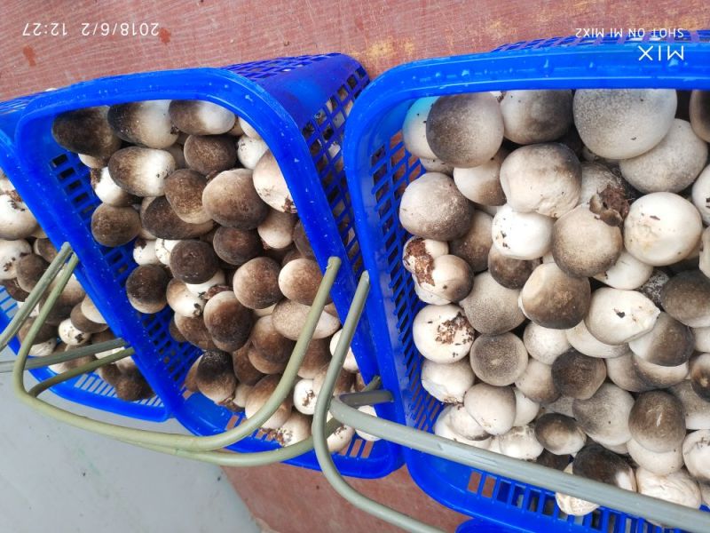 草菇一级