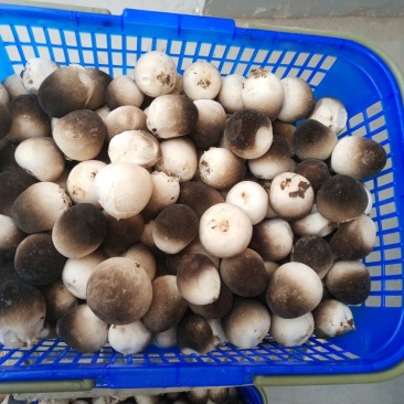 草菇一级