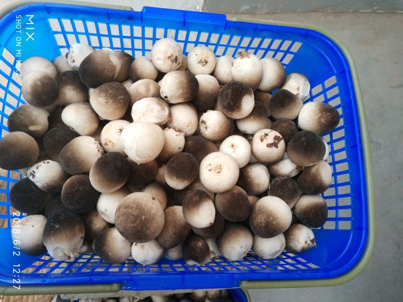 草菇一级