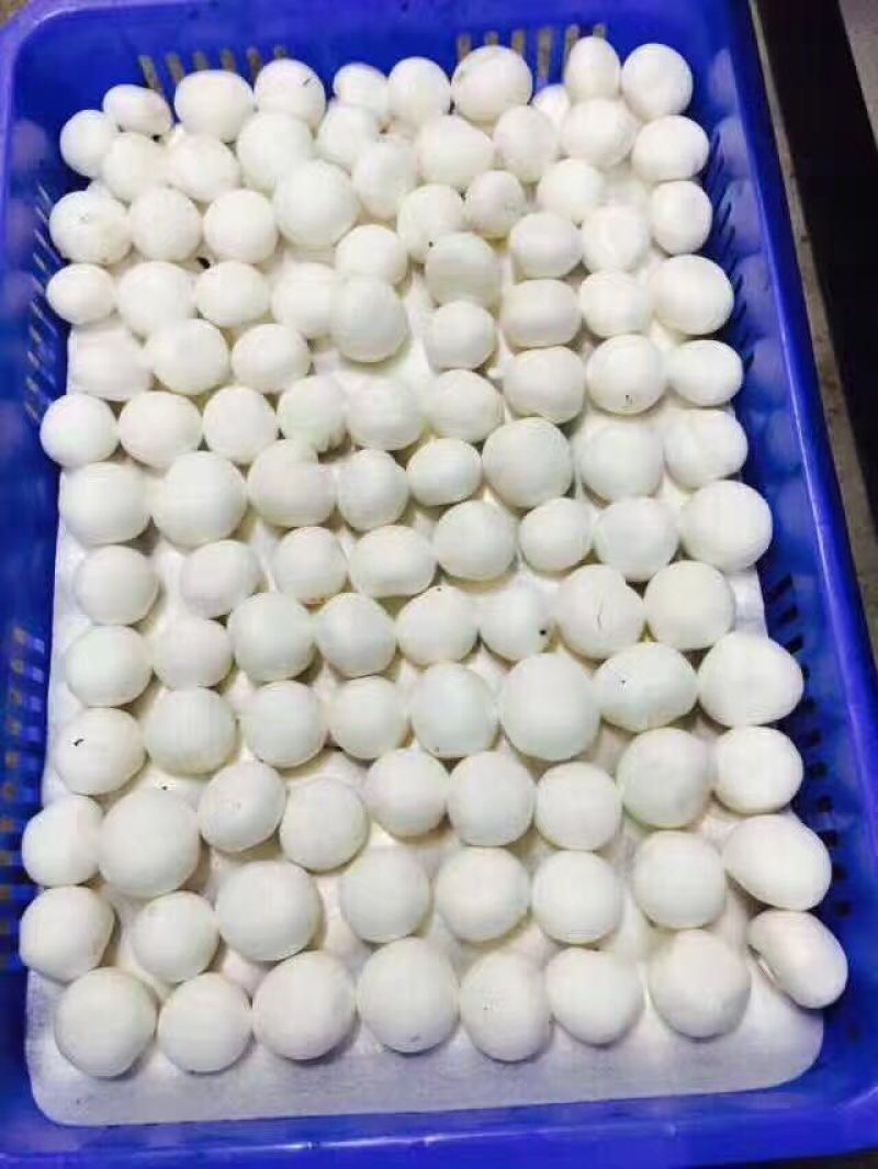 口蘑