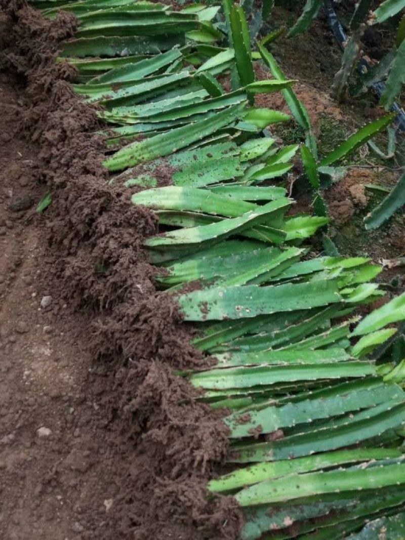 火龙果苗自花授粉南北适宜一手货源基地