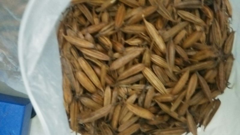 白芨苗（四年露天训化白芨大苗，好载，成活率高）