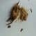 白芨苗（四年露天训化白芨大苗，好载，成活率高）