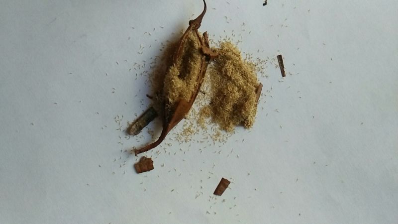白芨苗（四年露天训化白芨大苗，好载，成活率高）