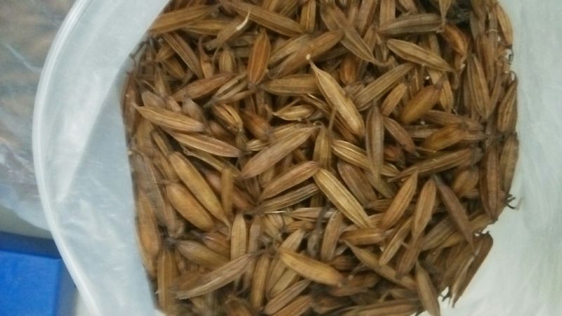 白芨苗（四年露天训化白芨大苗，好载，成活率高）